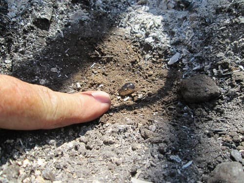 המים לא נספגים באדמה ונשארים למעלה — מה עושים?, למה המים לא נספגים באדמת העציץ?