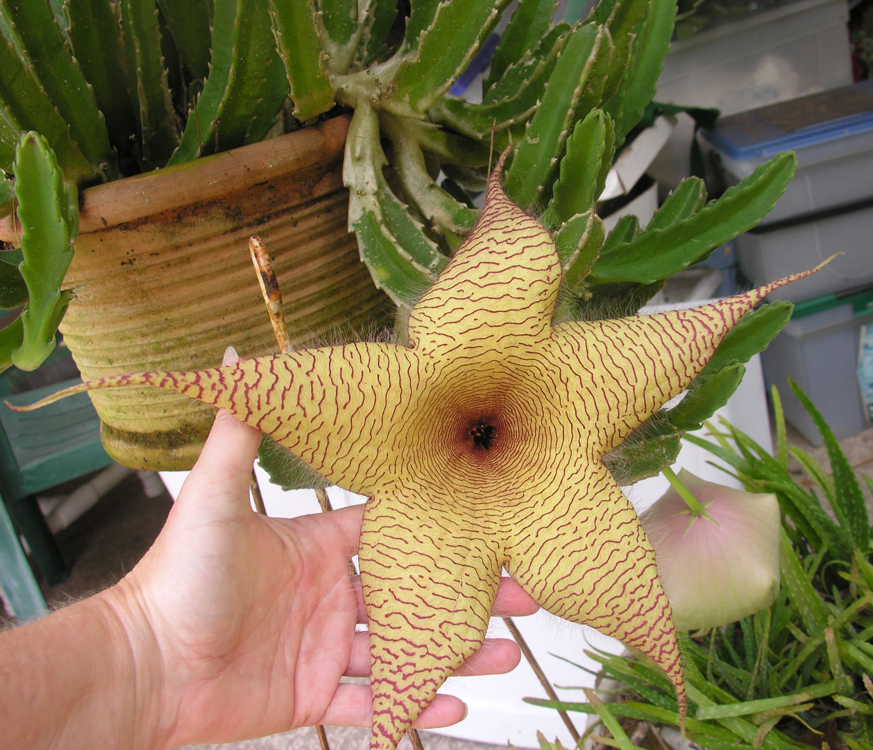 קקטוס סטפליה, קקטוס סטפליה (Stapelia gigantea) – מדריך טיפול מקיף