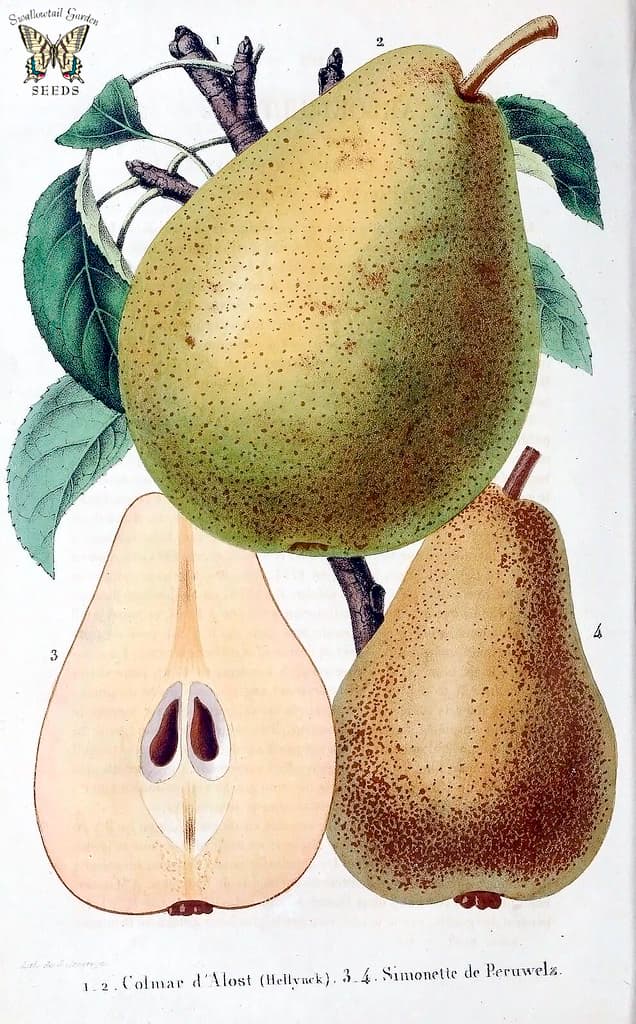 אגס