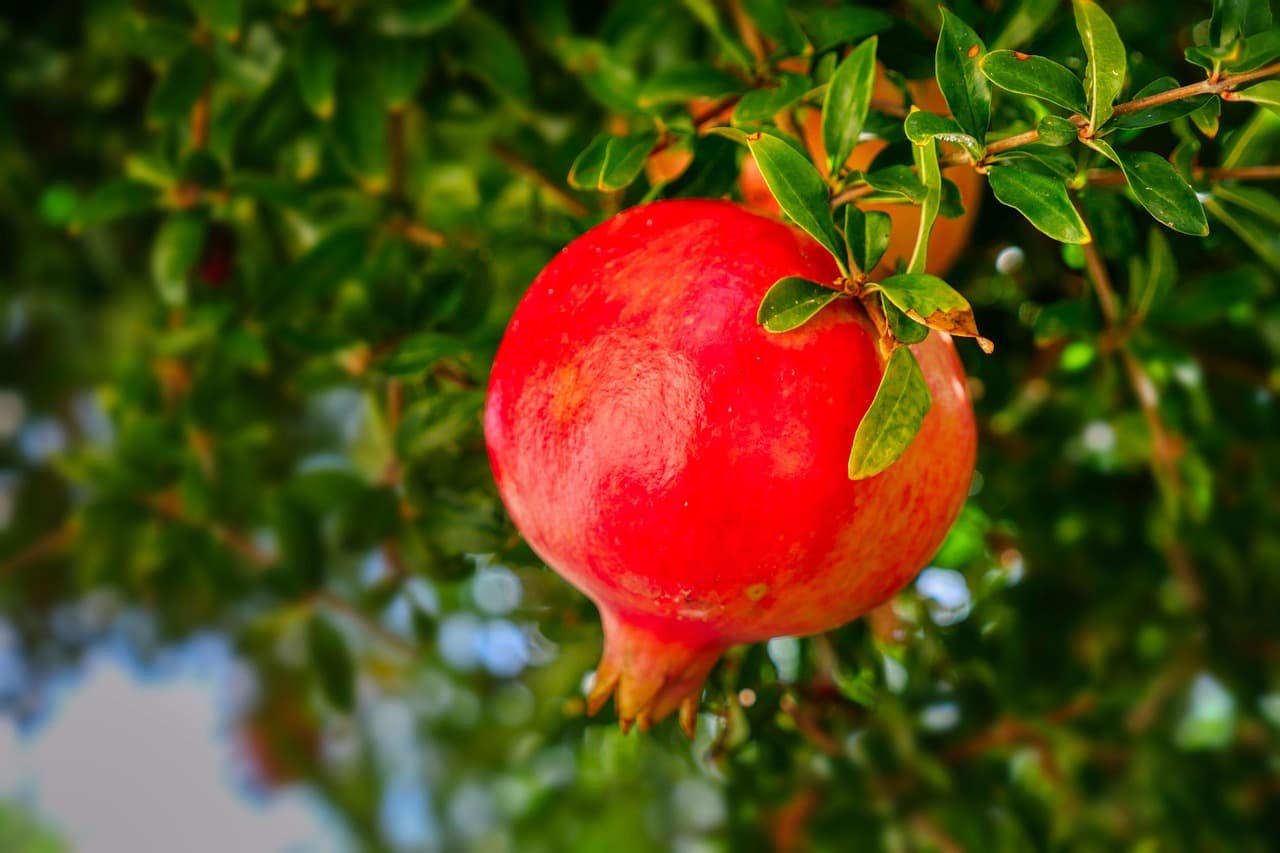 רימון בעציץ — פירות מתפצלים ונושרים