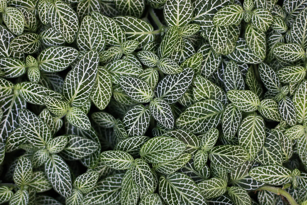 פיטוניה (Fittonia) קורסת ומתעלפת פתאום — איך מחזירים