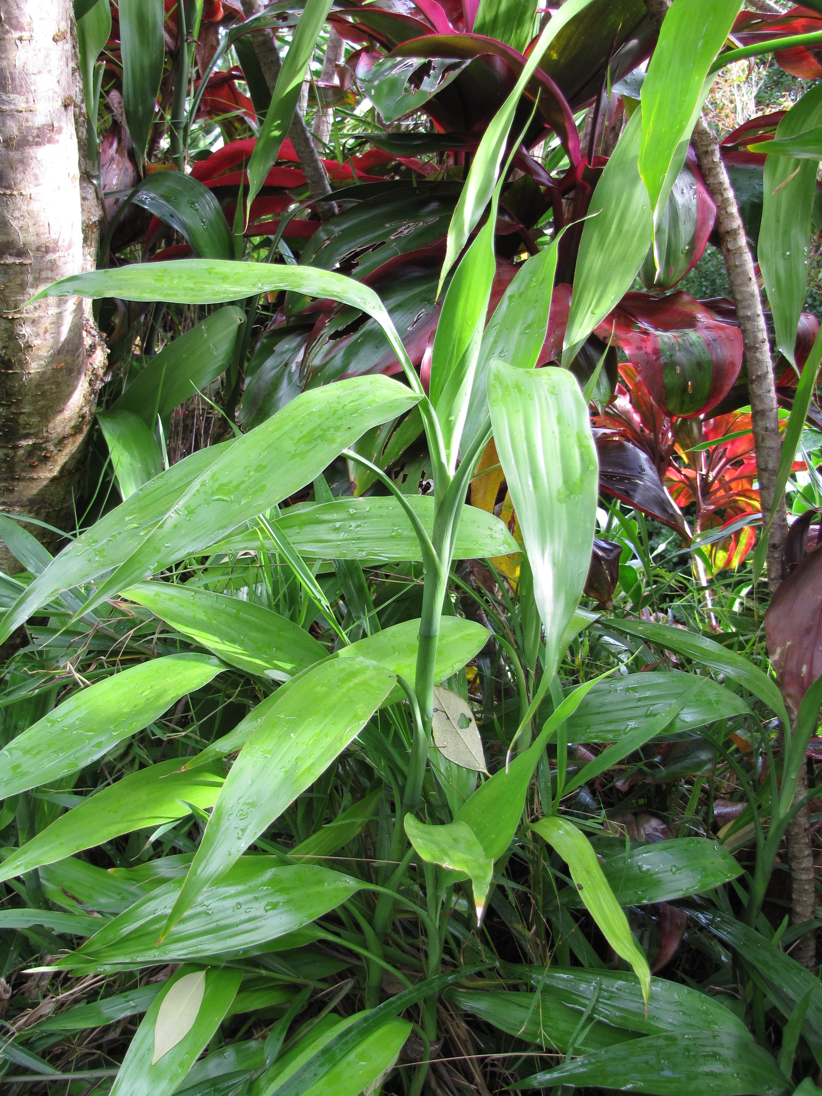 במבו, כמה ומתי משקים במבו (Dracaena sanderiana)?