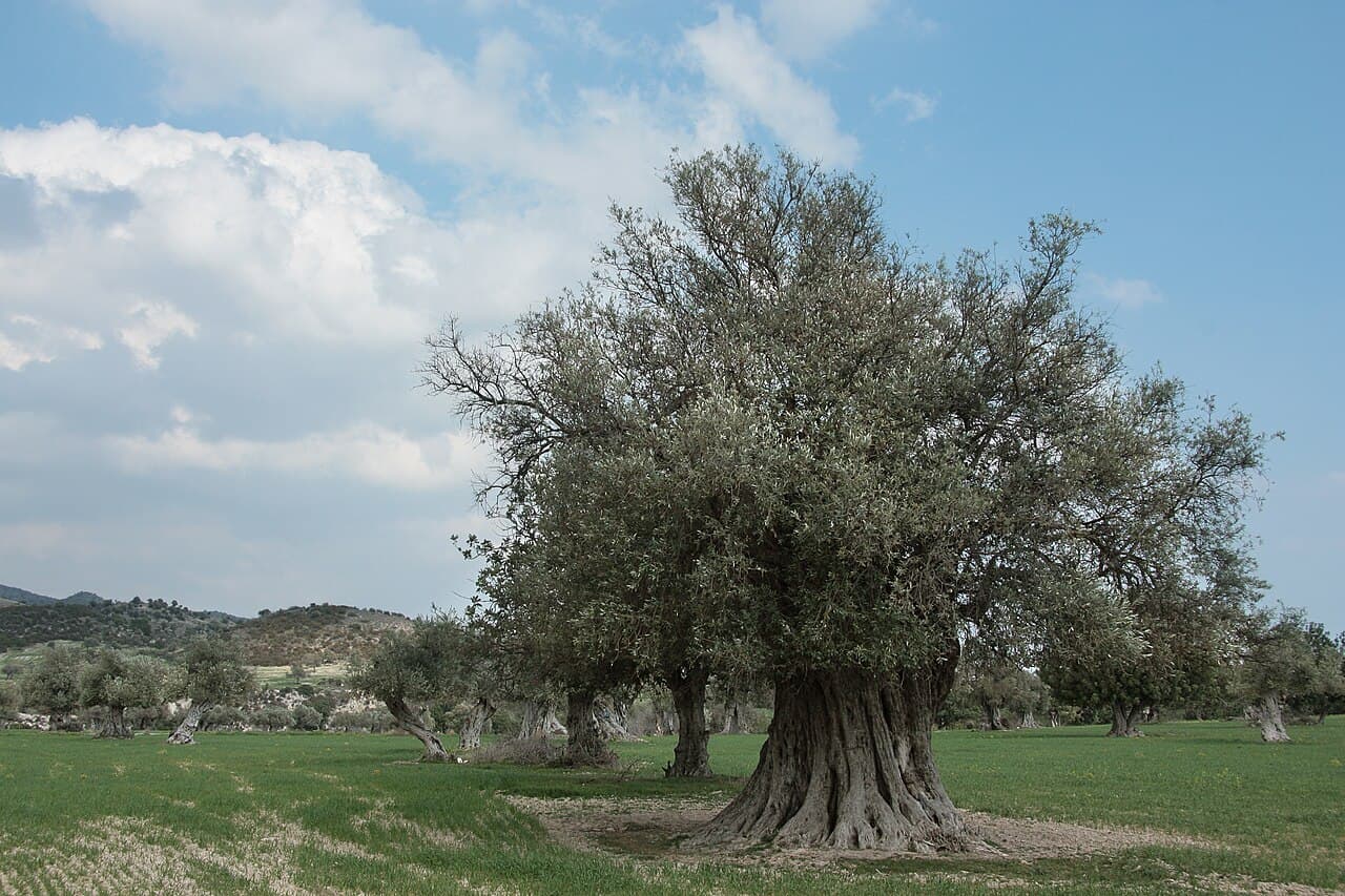 זית, מתי ואיך גוזמים זית?