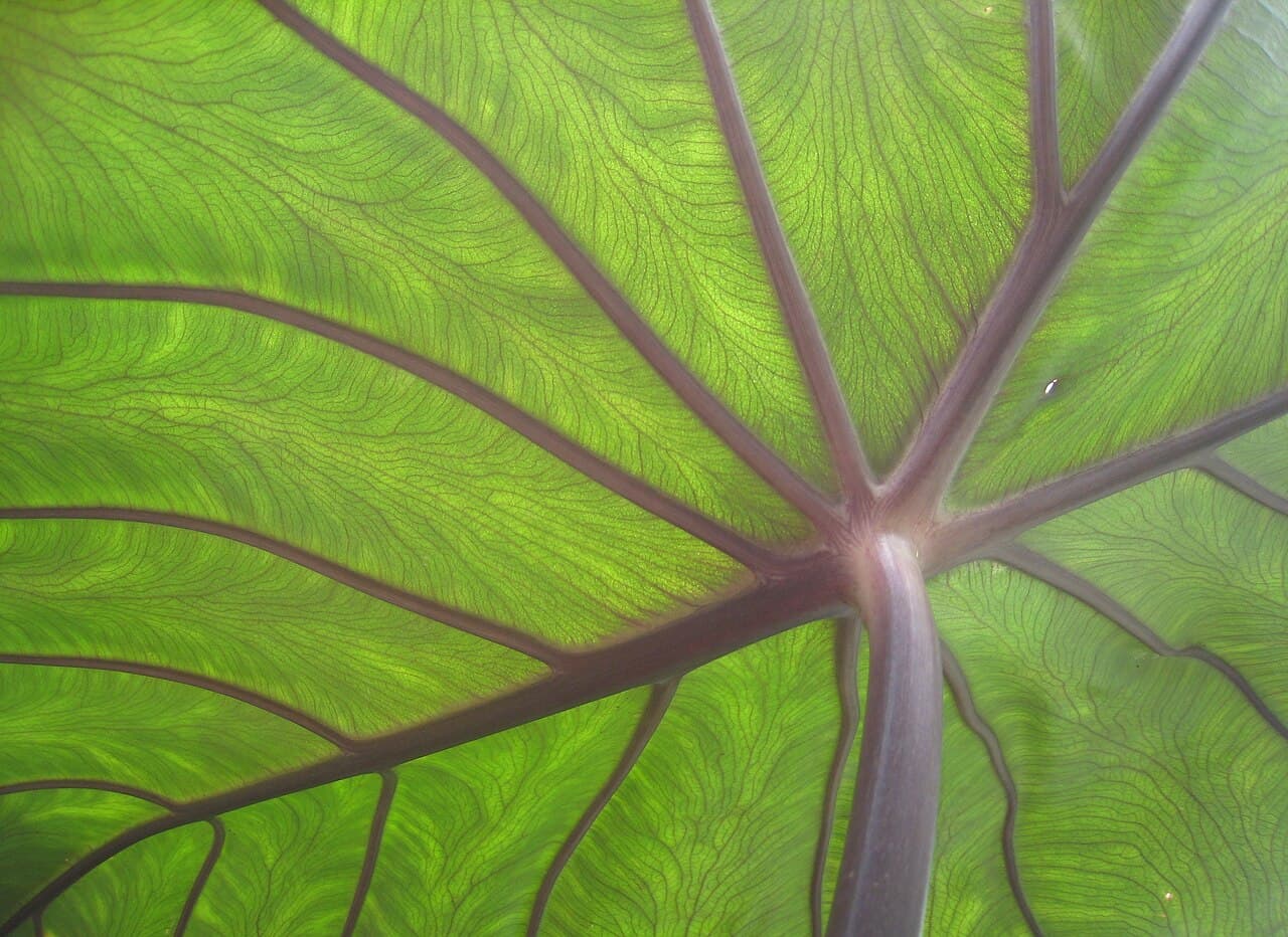 לוף, מזיקים ומחלות בלוף (Colocasia esculenta), זיהוי וטיפול אורגני
